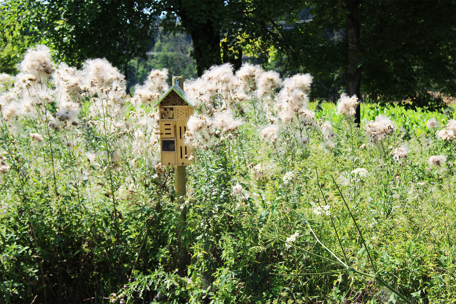 IMG 7730 Web