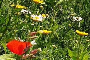 Blume 1500